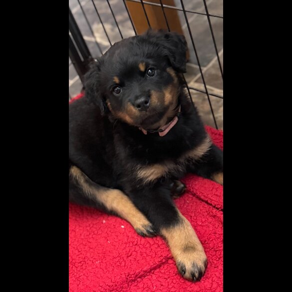 Rottweiler - Dogs