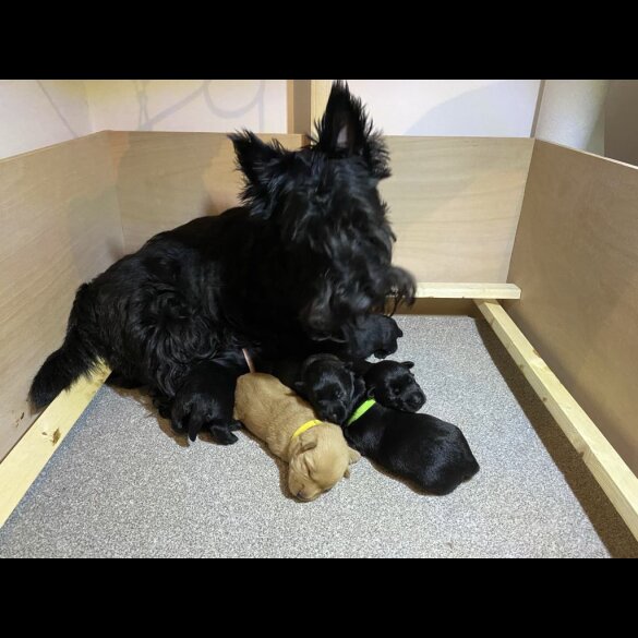 Scottish Terrier - Bitches