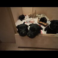 Scottish Terrier - Bitches
