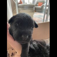 Scottish Terrier - Bitches