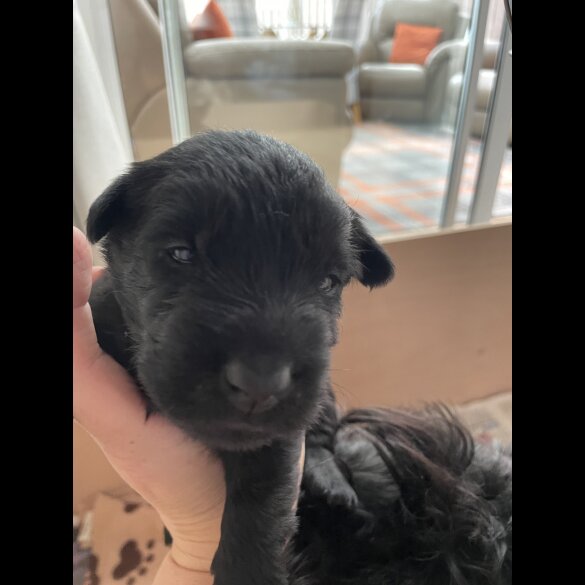 Scottish Terrier - Bitches