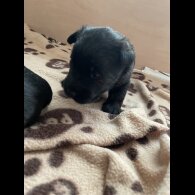 Scottish Terrier - Bitches