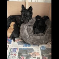 Scottish Terrier - Bitches