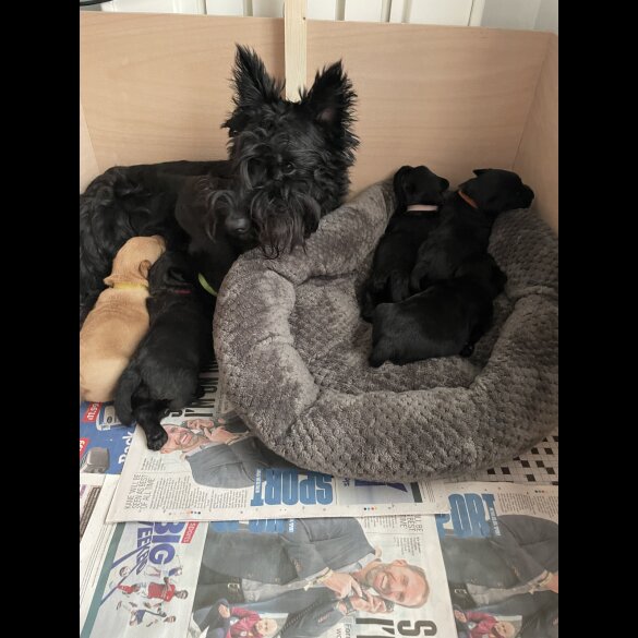 Scottish Terrier - Bitches