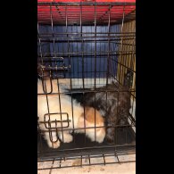 Scottish Terrier - Both