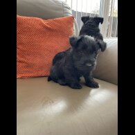 Scottish Terrier - Bitches