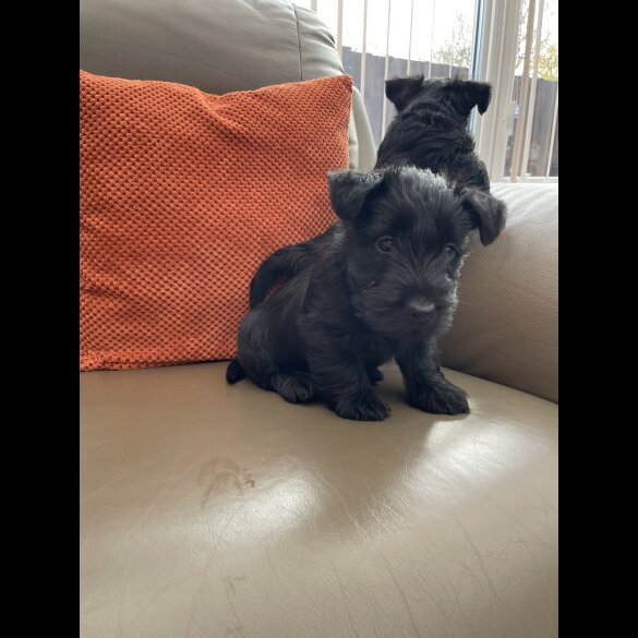 Scottish Terrier - Bitches