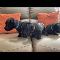 Scottish Terrier - Bitches
