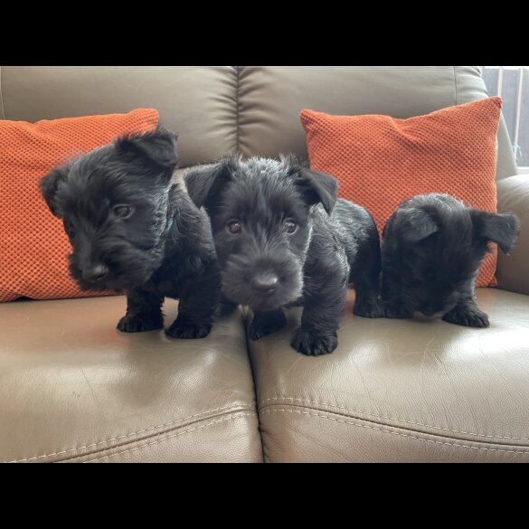 Scottish Terrier - Bitches