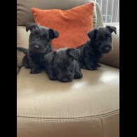 Scottish Terrier - Bitches