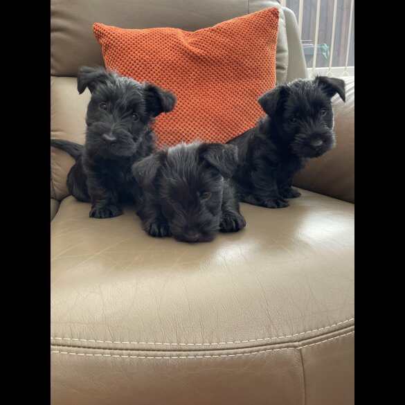 Scottish Terrier - Bitches