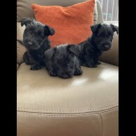 Scottish Terrier - Bitches