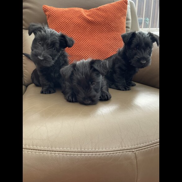 Scottish Terrier - Bitches