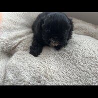 Shih Tzu - Both