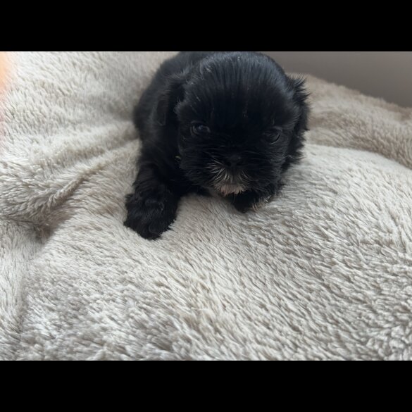 Shih Tzu - Both