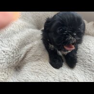 Shih Tzu - Both