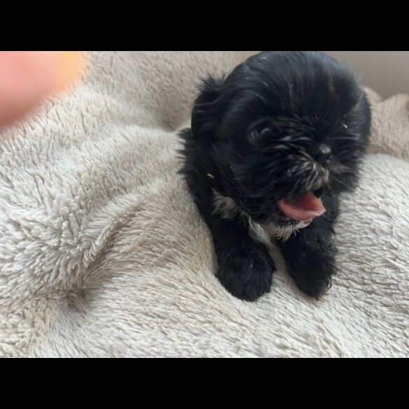 Shih Tzu - Both