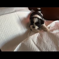 Shih Tzu - Both