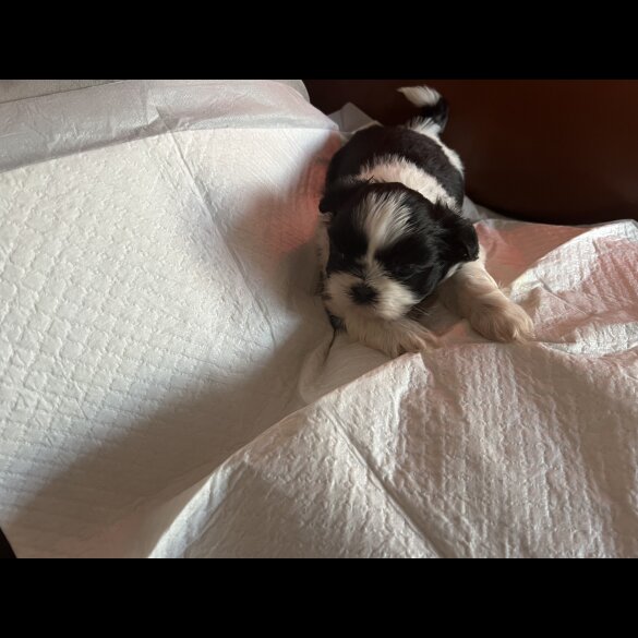 Shih Tzu - Both