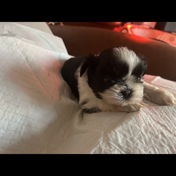 Shih Tzu - Both