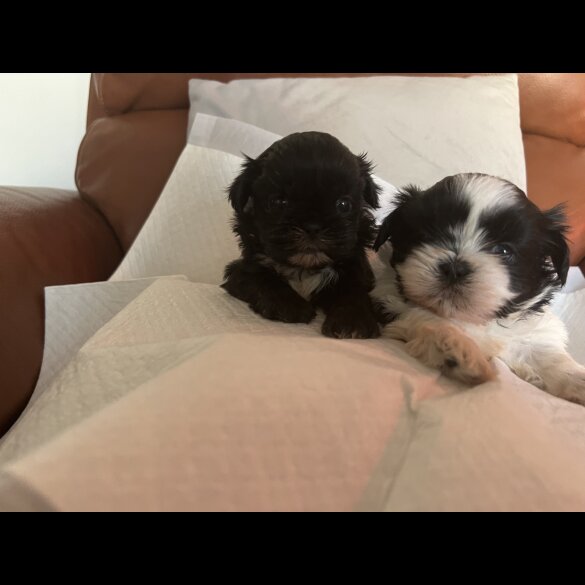 Shih Tzu - Both
