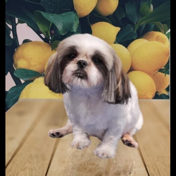 Shih Tzu - Both