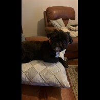 Shih Tzu - Both
