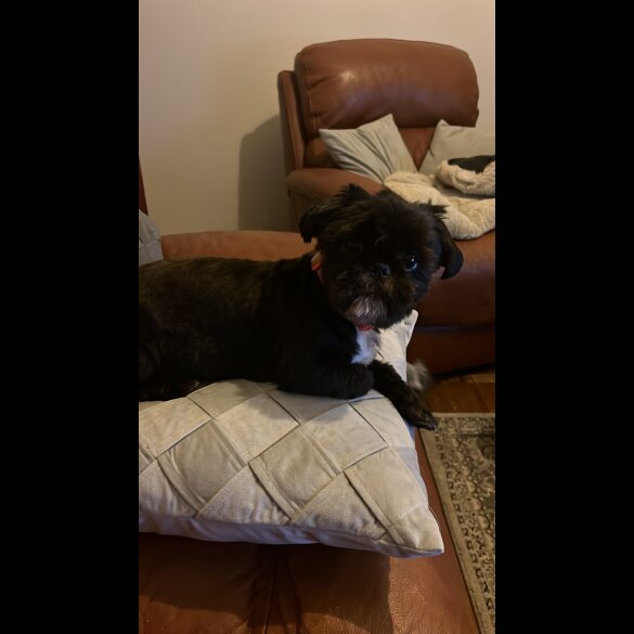 Shih Tzu - Both