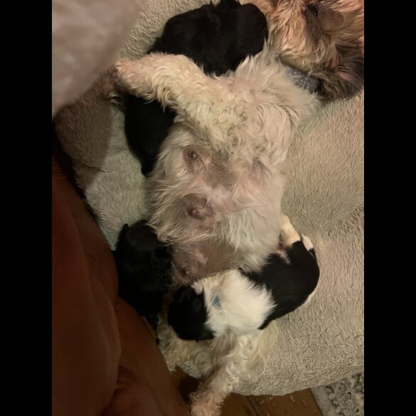 Shih Tzu - Both
