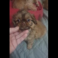 Shih Tzu - Bitches