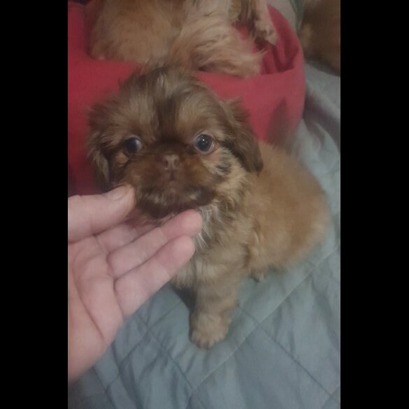 Shih Tzu - Bitches