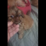 Shih Tzu - Bitches