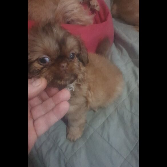 Shih Tzu - Bitches
