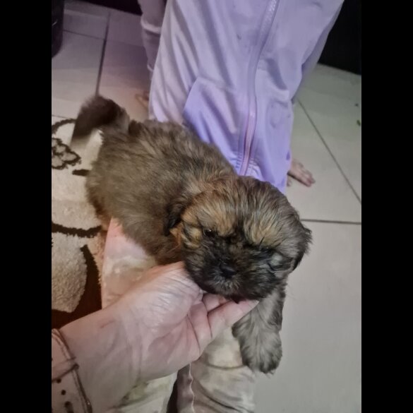 Shih Tzu - Dogs