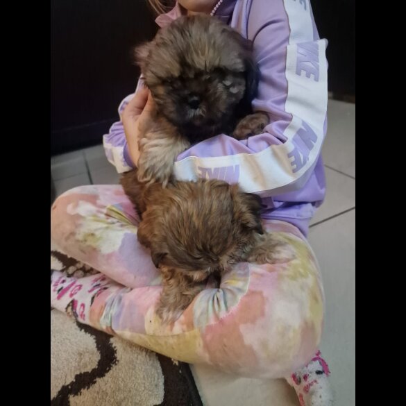 Shih Tzu - Dogs
