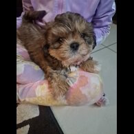 Shih Tzu - Dogs