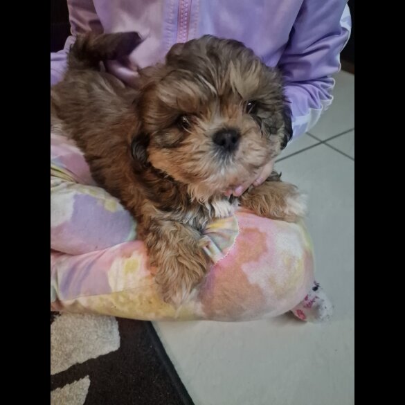 Shih Tzu - Dogs