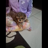 Shih Tzu - Dogs