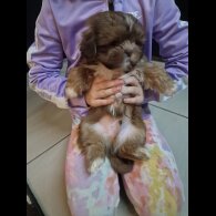 Shih Tzu - Dogs