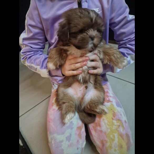 Shih Tzu - Dogs
