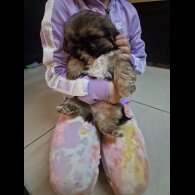 Shih Tzu - Dogs