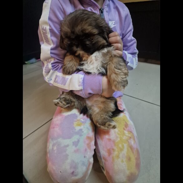 Shih Tzu - Dogs