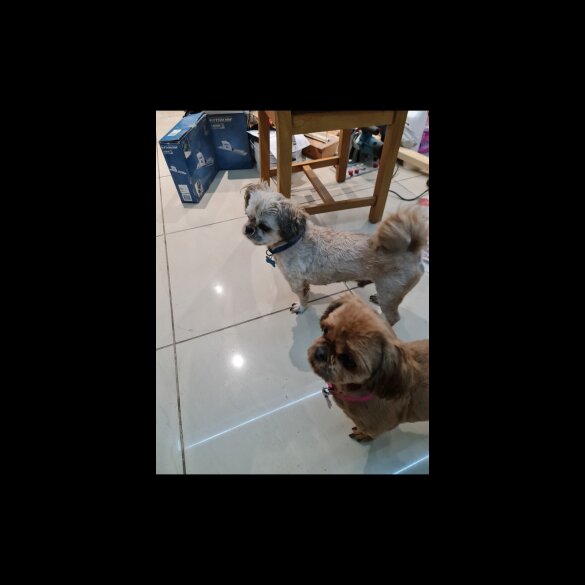 Shih Tzu - Dogs