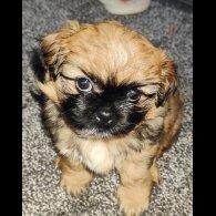 Shih Tzu - Both