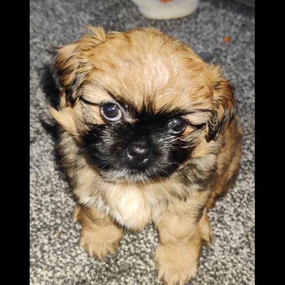 Shih Tzu - Both