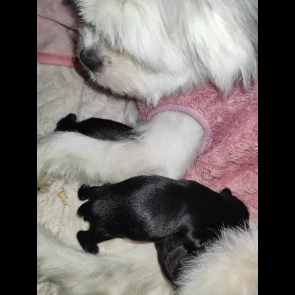 Shih Tzu - Both