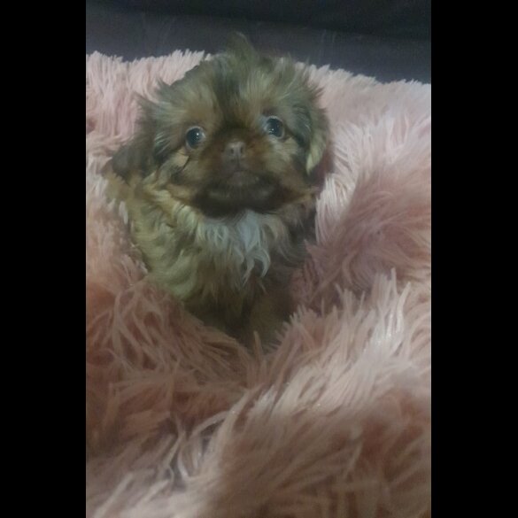 Shih Tzu - Bitches