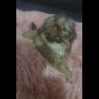 Shih Tzu - Bitches
