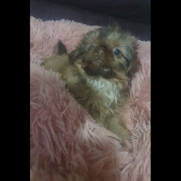 Shih Tzu - Bitches
