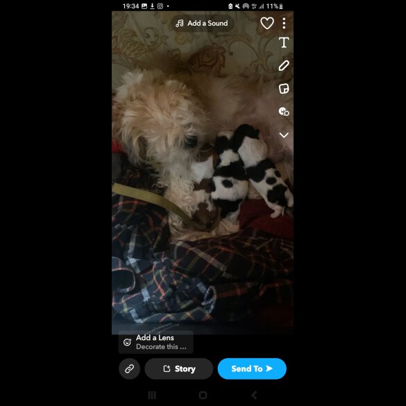 Shih Tzu - Both